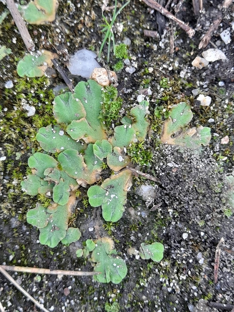Riccia gougetiana photo 7
