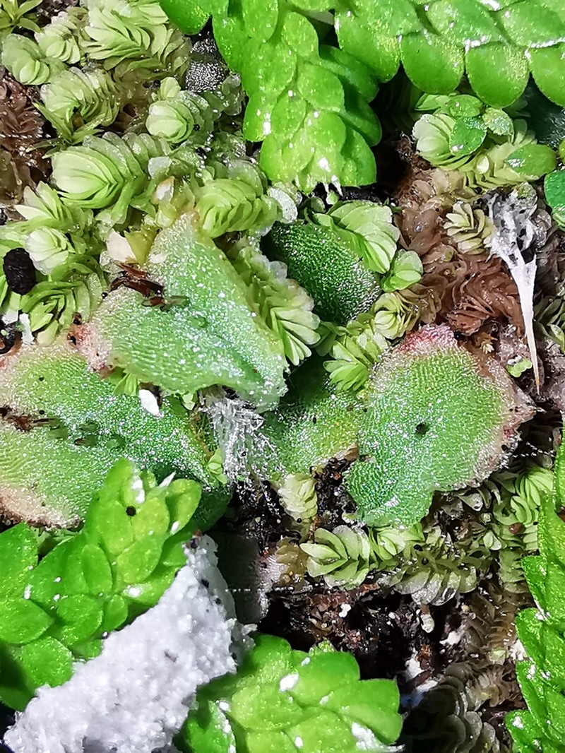 Riccia gougetiana photo 8
