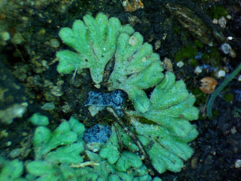 Riccia hirta