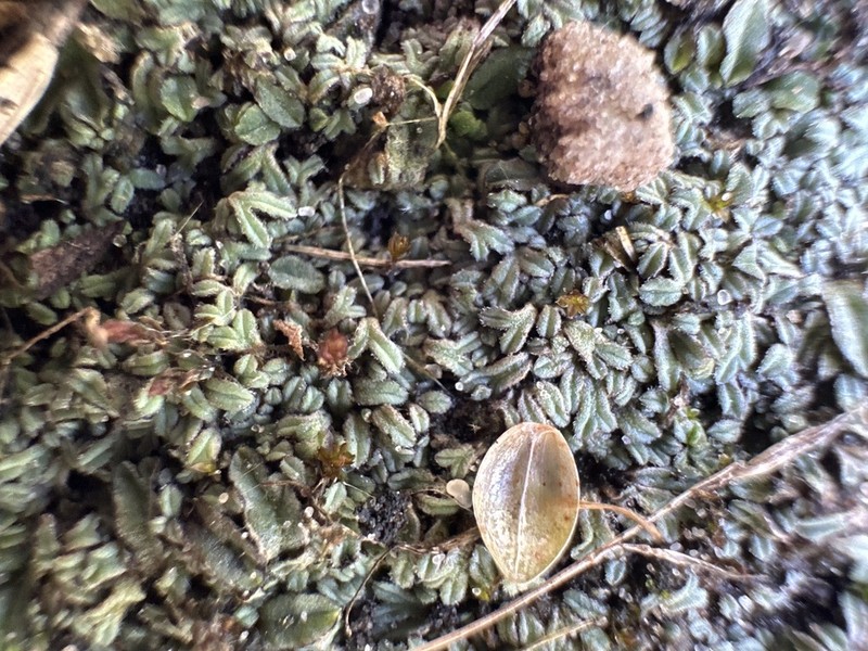 Riccia hirta photo 2