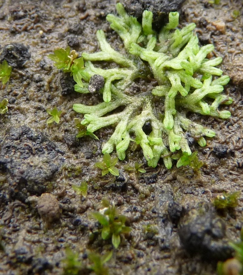 Riccia huebeneriana