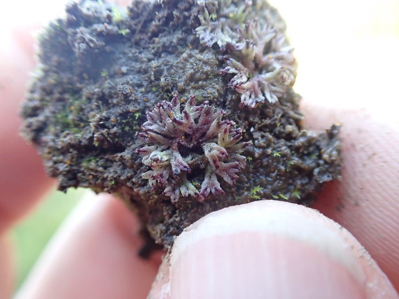 Riccia huebeneriana photo 2