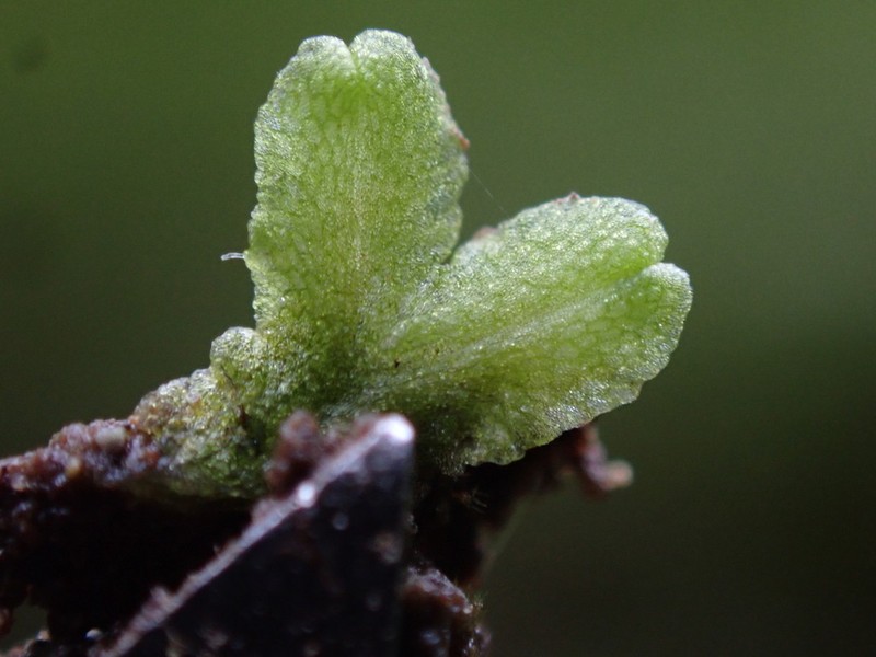 Riccia huebeneriana photo 3