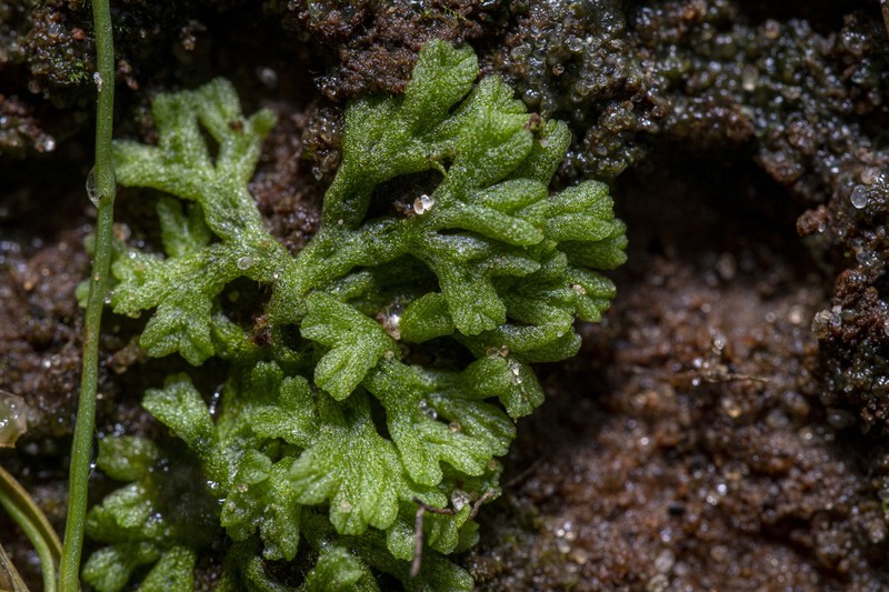 Riccia huebeneriana photo 4