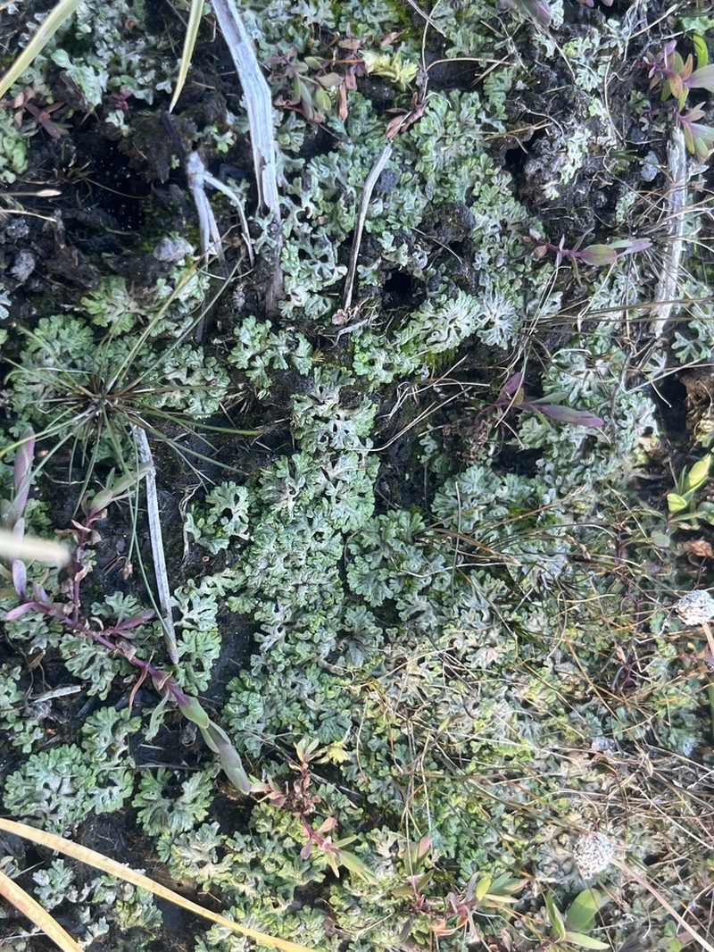 Riccia huebeneriana photo 5