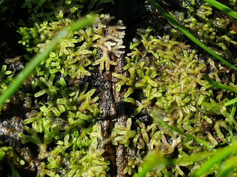 Riccia huebeneriana photo 6