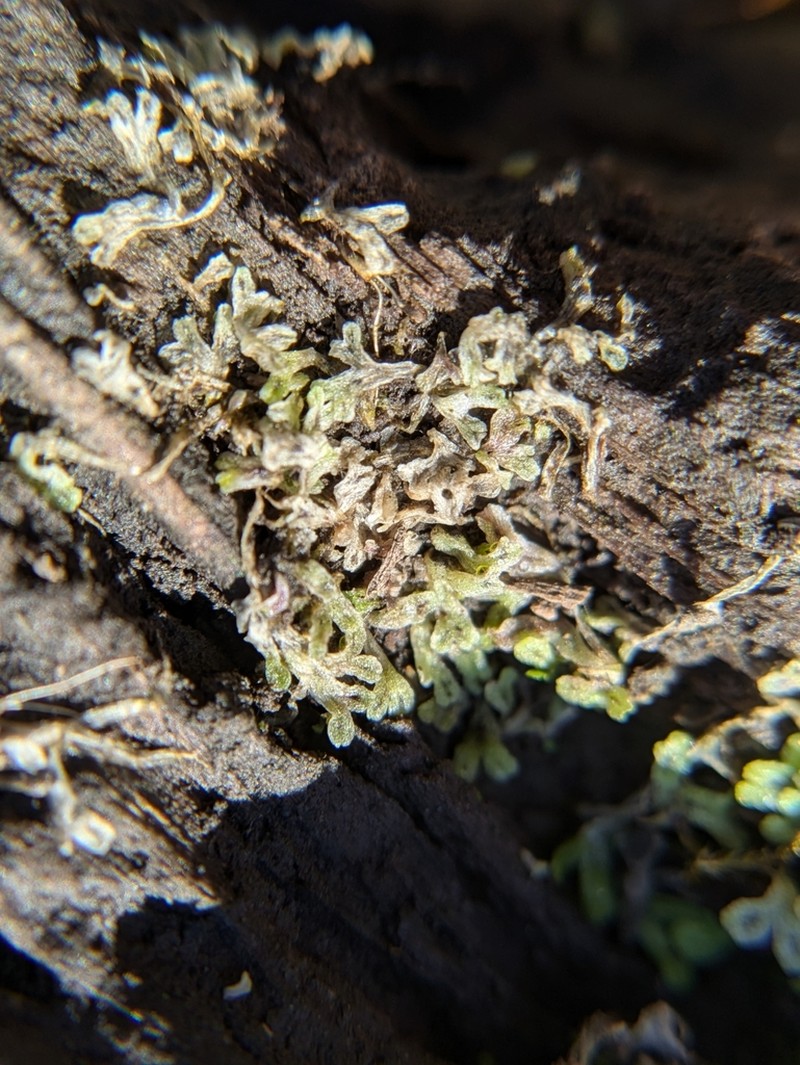 Riccia huebeneriana photo 7