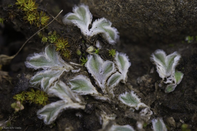 Riccia lamellosa