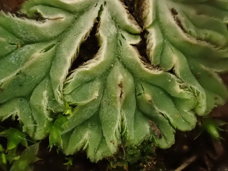 Riccia lamellosa photo 2