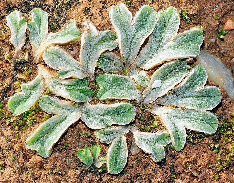 Riccia lamellosa photo 3