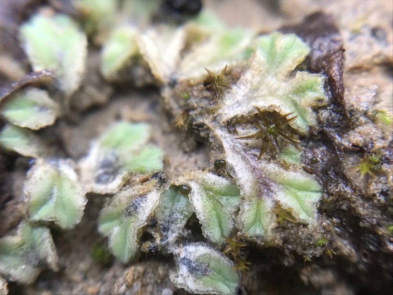 Riccia lamellosa photo 4