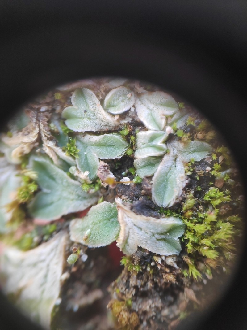Riccia lamellosa photo 5