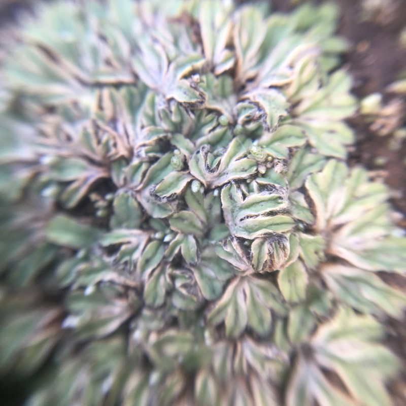 Riccia lamellosa photo 6
