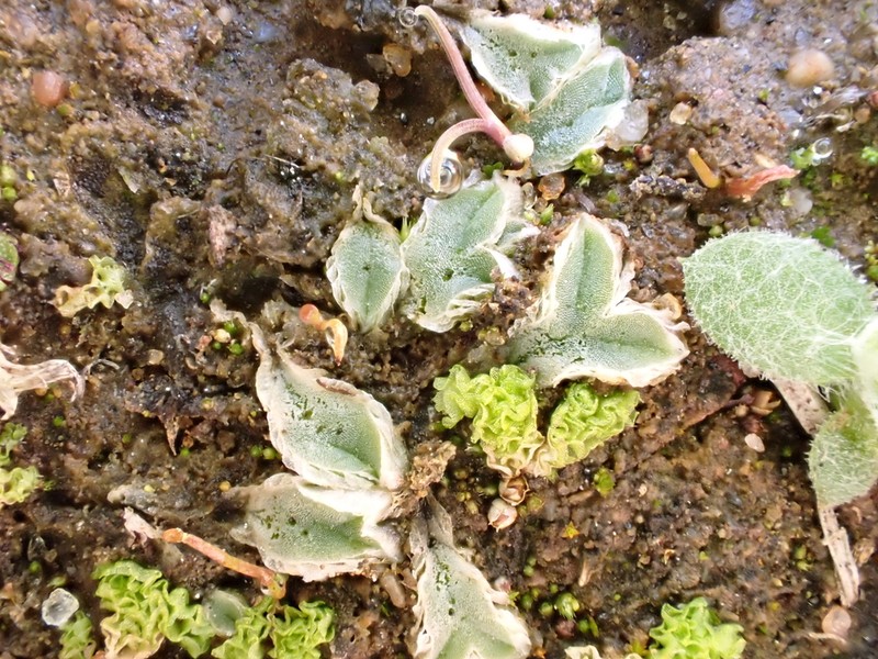 Riccia lamellosa photo 7