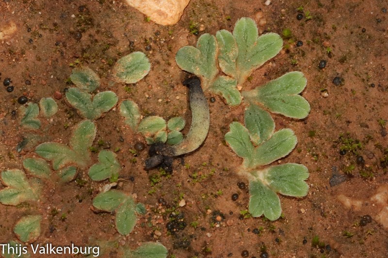 Riccia lamellosa photo 8