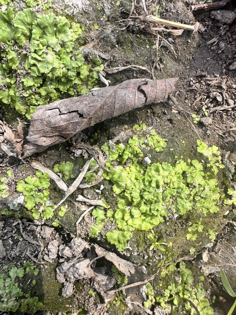 Riccia membranacea