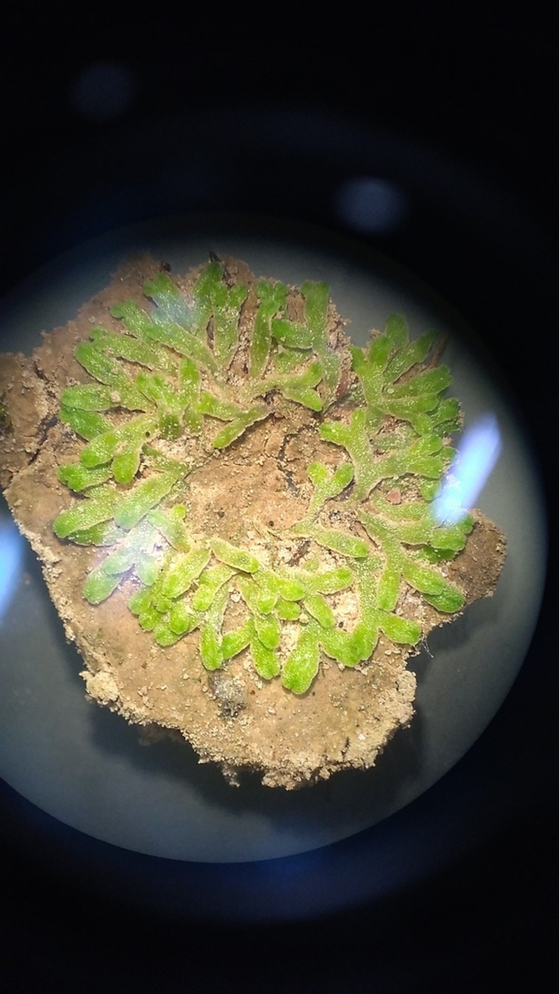 Riccia membranacea photo 3