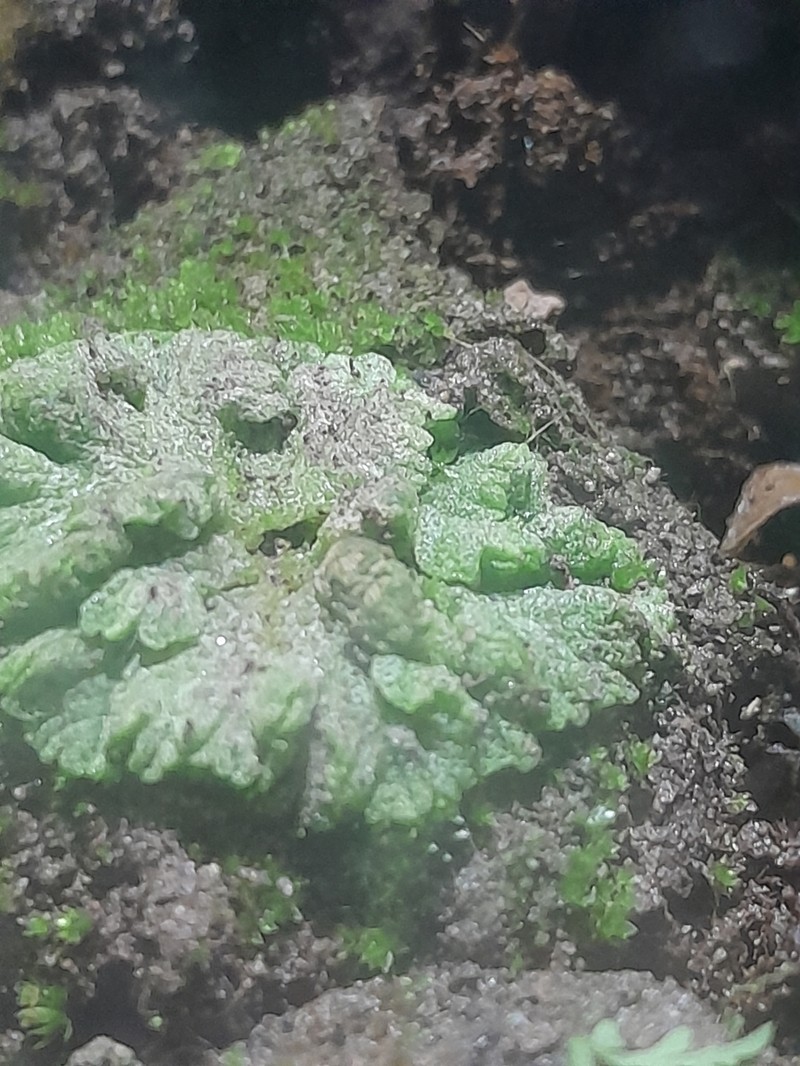Riccia membranacea photo 5