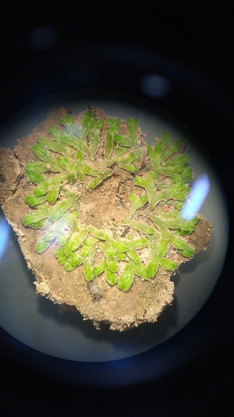 Riccia membranacea photo 6