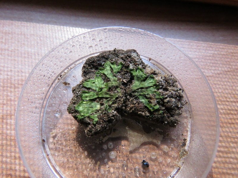 Riccia membranacea photo 7