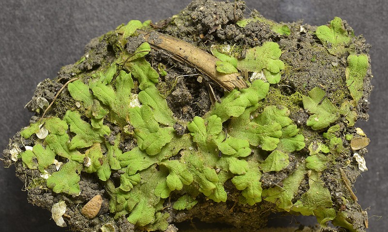 Riccia membranacea photo 8