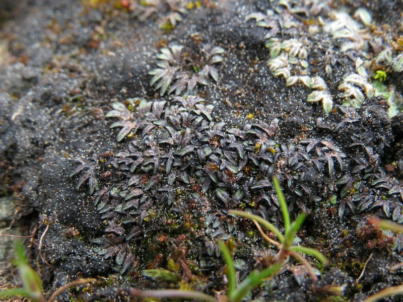 Riccia nigrella