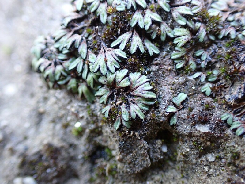 Riccia nigrella photo 6