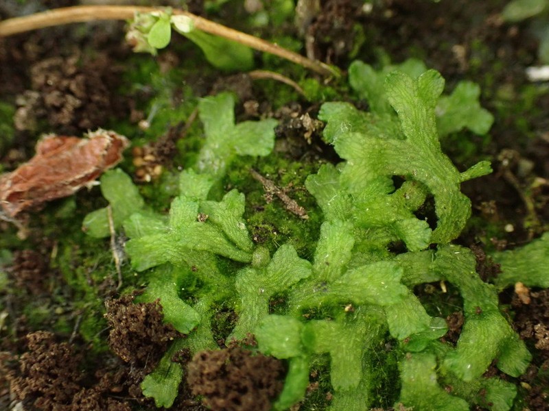 Riccia rhenana