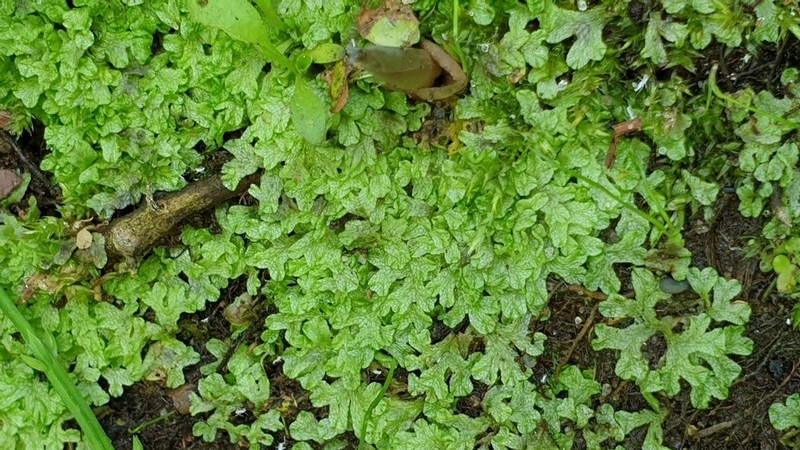 Riccia rhenana photo 2