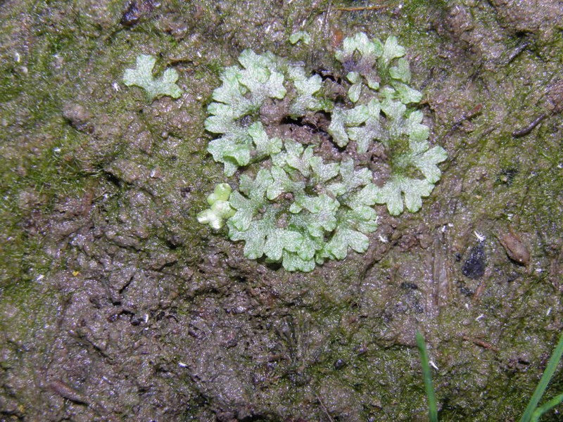 Riccia rhenana photo 3