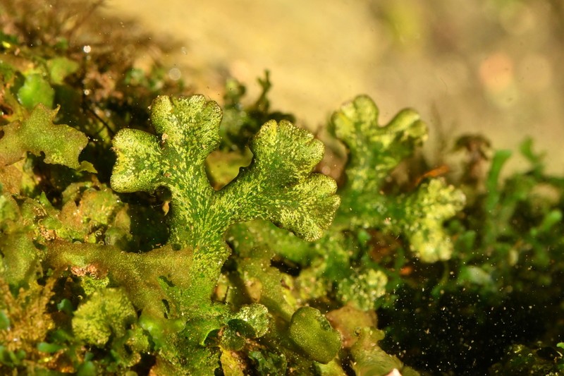 Riccia rhenana photo 4