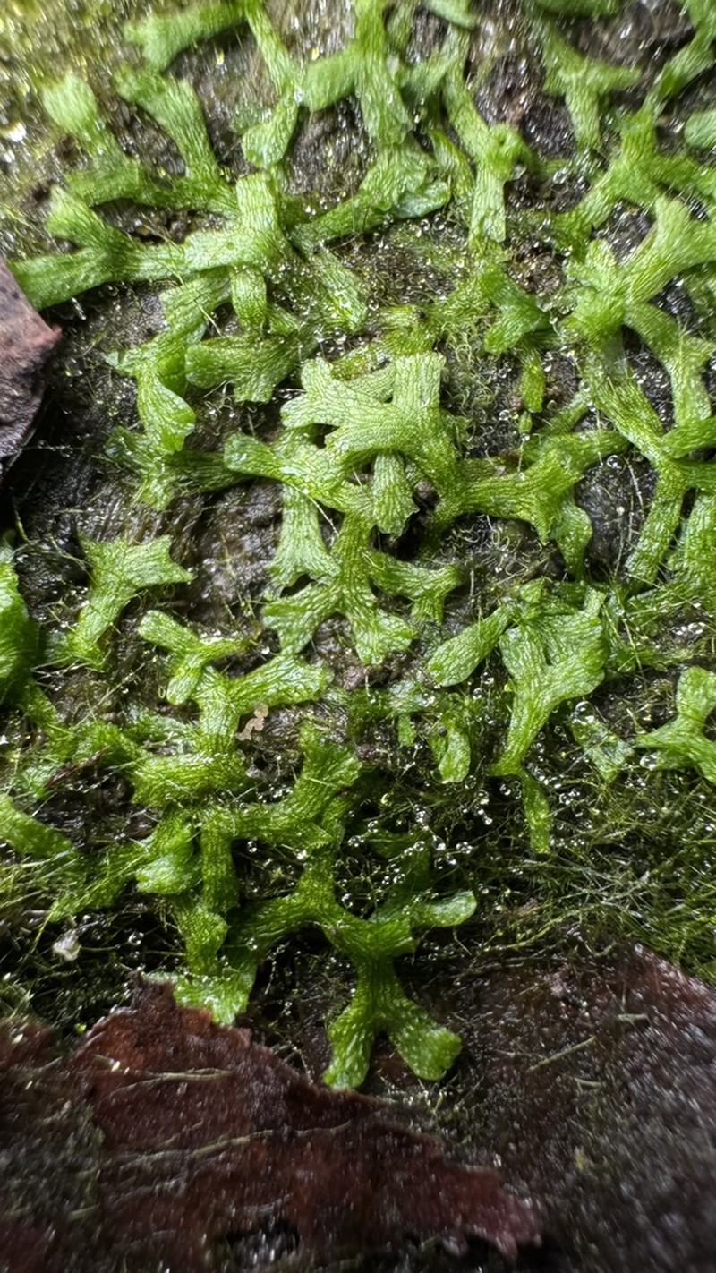 Riccia rhenana photo 5