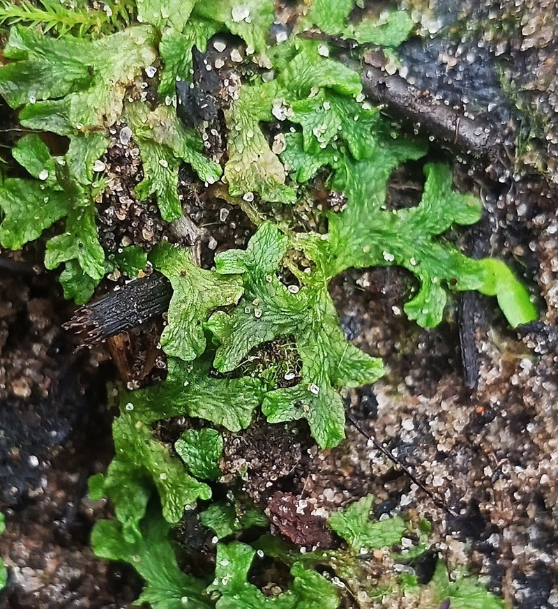 Riccia rhenana photo 6