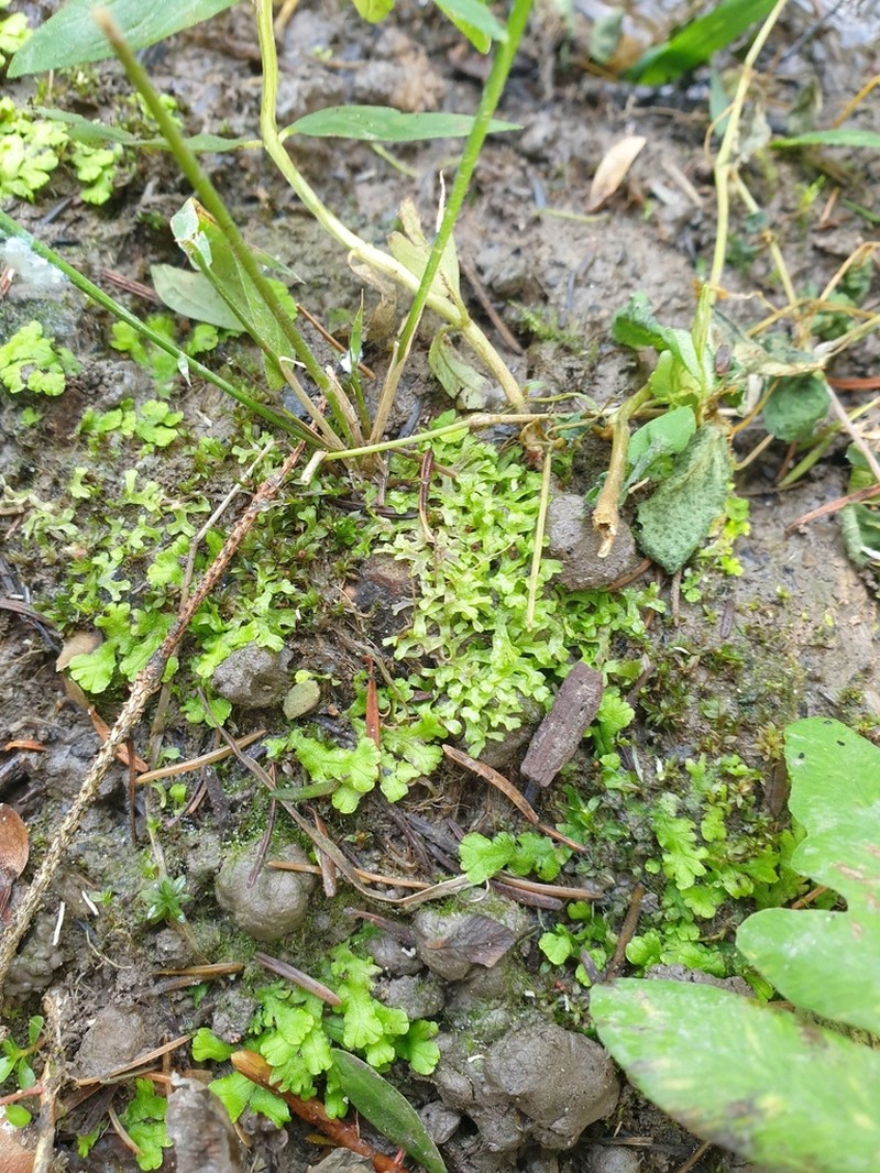 Riccia rhenana photo 7