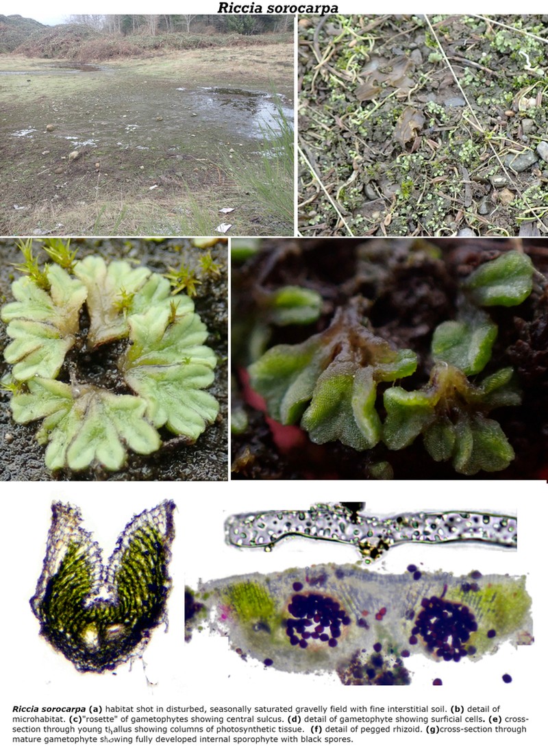 Riccia sorocarpa
