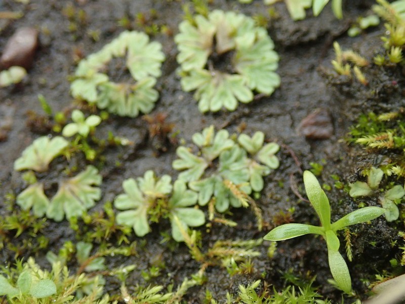 Riccia sorocarpa photo 2