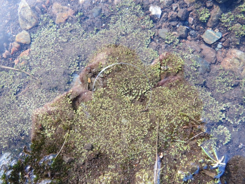 Riccia sorocarpa photo 3