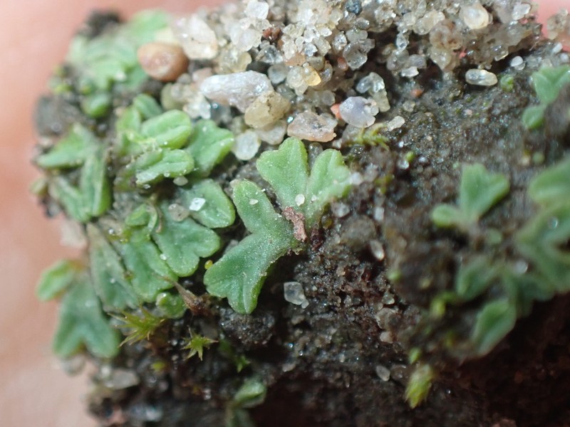 Riccia sorocarpa photo 4