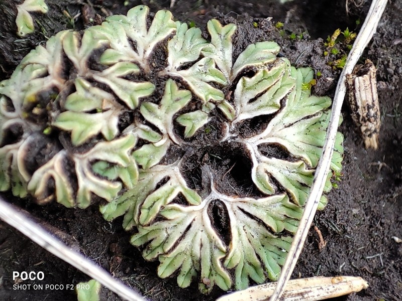 Riccia sorocarpa photo 5