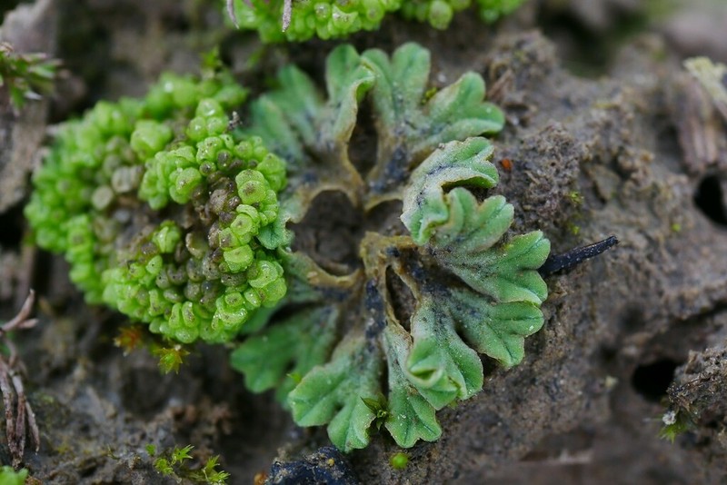 Riccia sorocarpa photo 6
