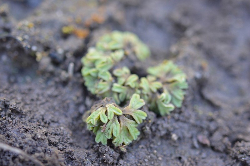 Riccia sorocarpa photo 7