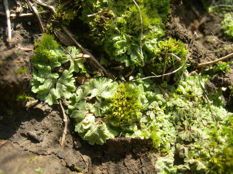 Riccia sorocarpa photo 8