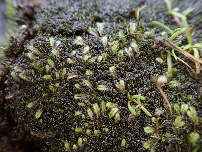 Riccia trichocarpa