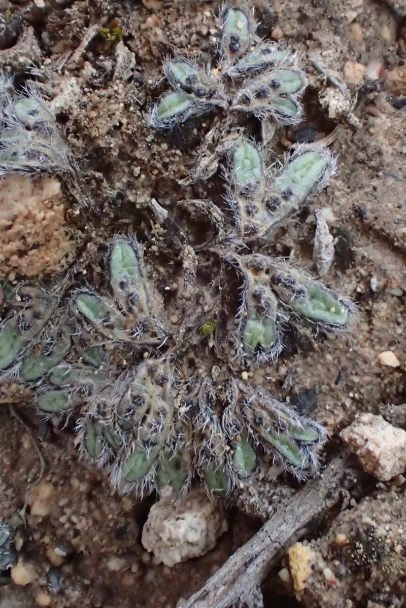 Riccia trichocarpa photo 2
