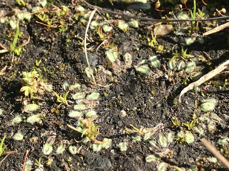 Riccia trichocarpa photo 3