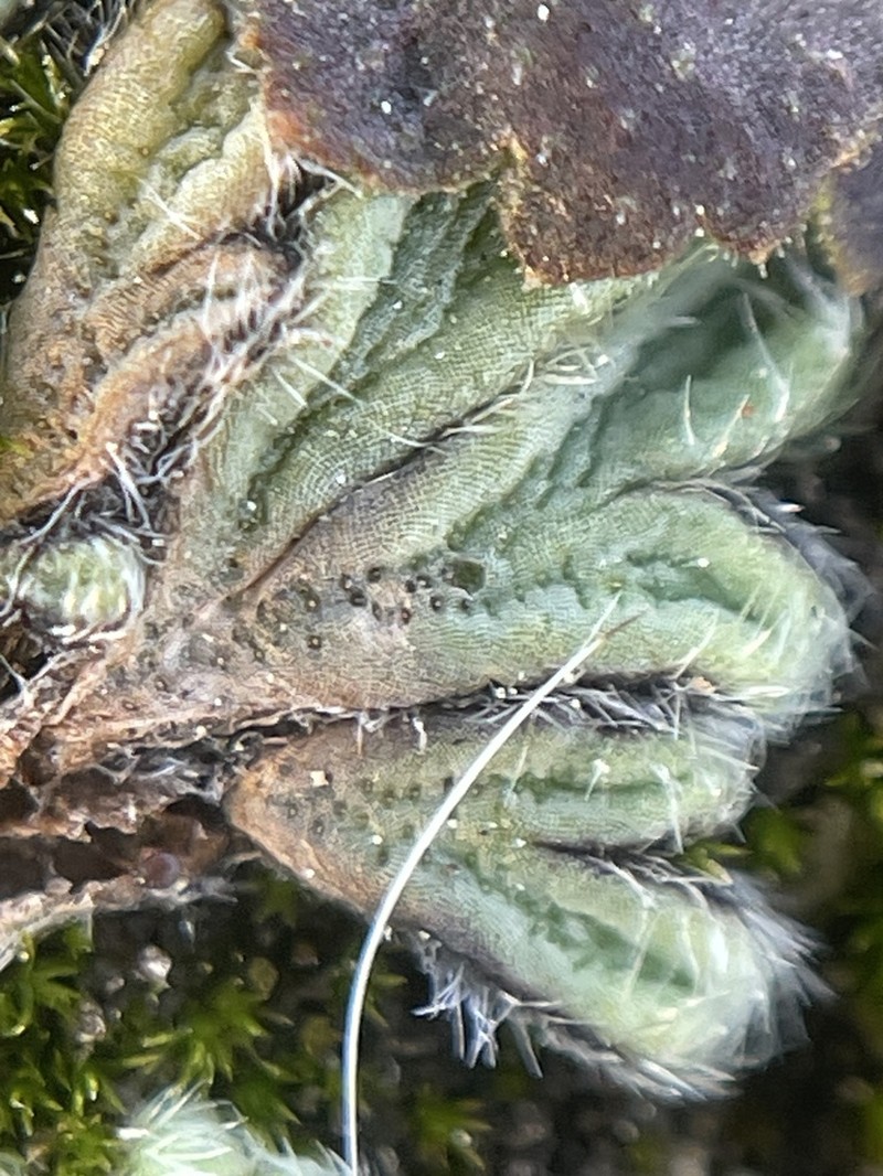 Riccia trichocarpa photo 4