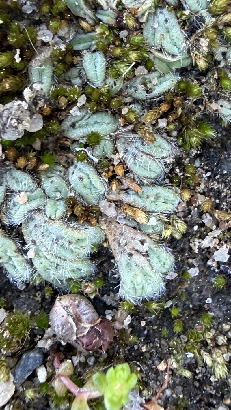 Riccia trichocarpa photo 5