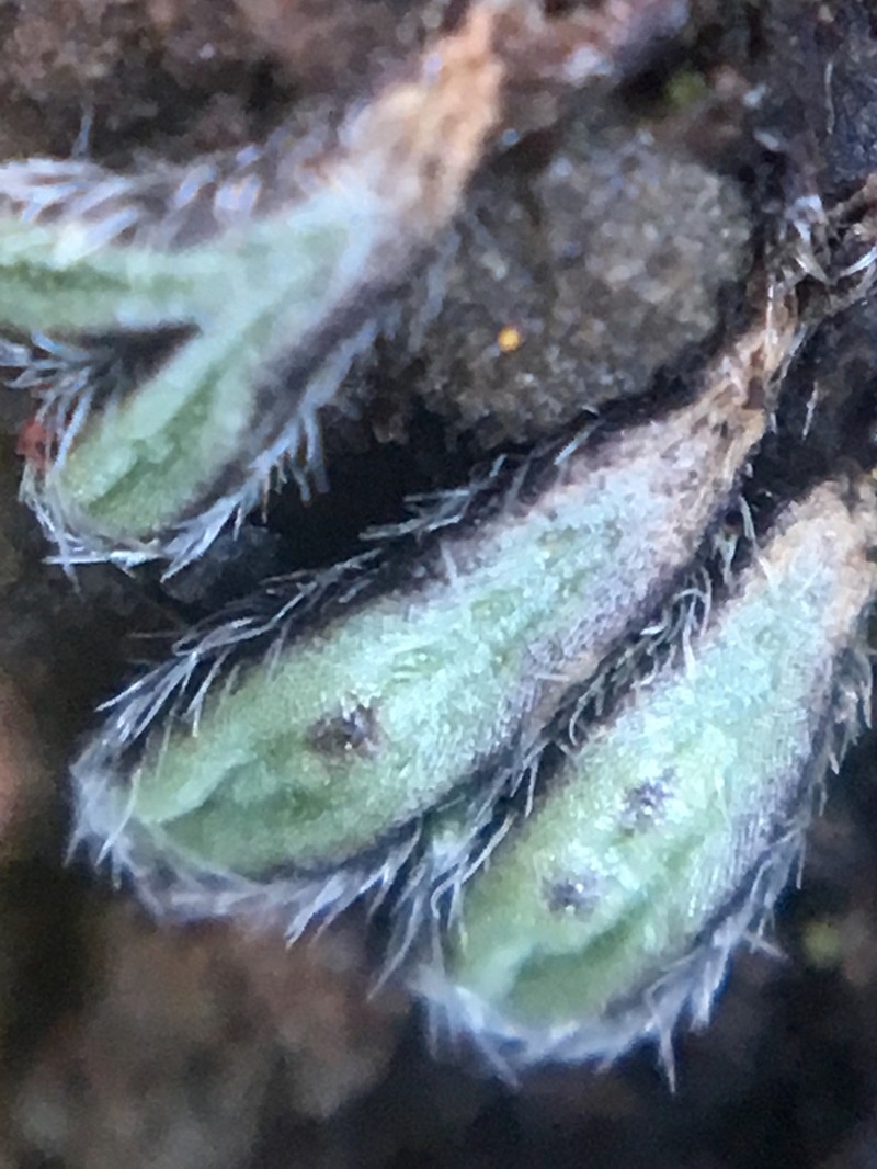 Riccia trichocarpa photo 6
