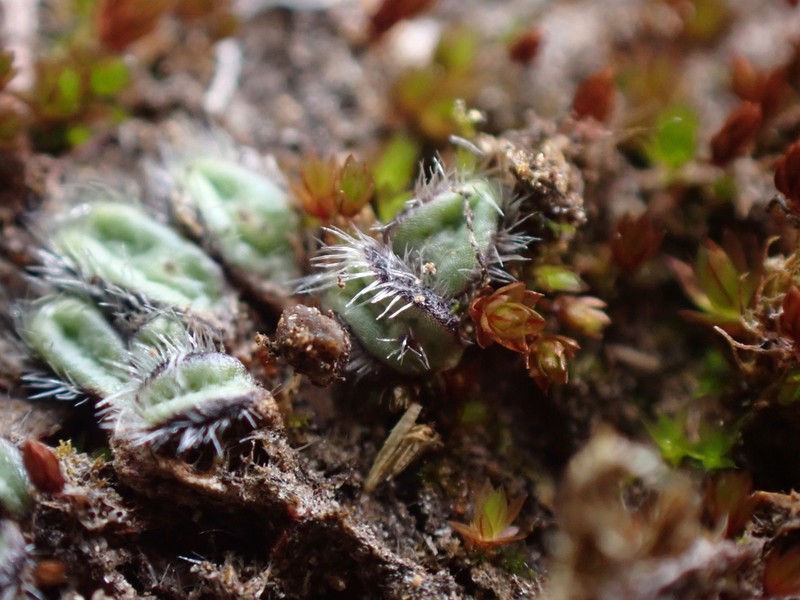 Riccia trichocarpa photo 7