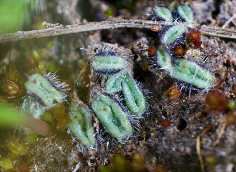 Riccia trichocarpa photo 8